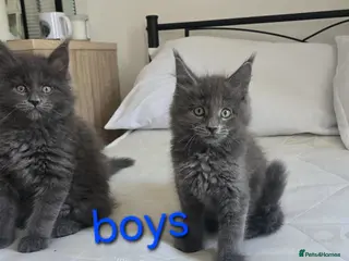 Maine Coon cats Maine Coon Kitten ready - Advert 1