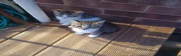 Mixed Breed cats for sale: 2 female kittens for sale - Advert 4