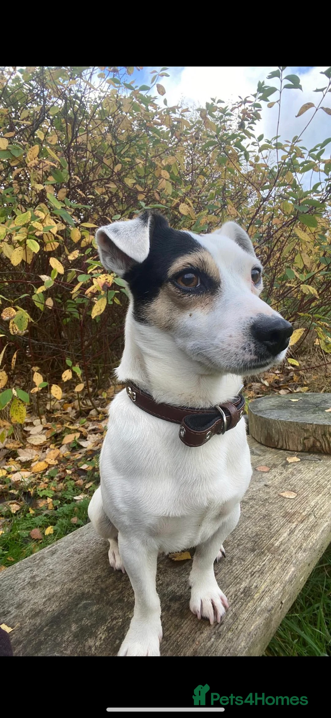 Jack Russell dogs for stud: Proven stud in Accrington - Advert 2