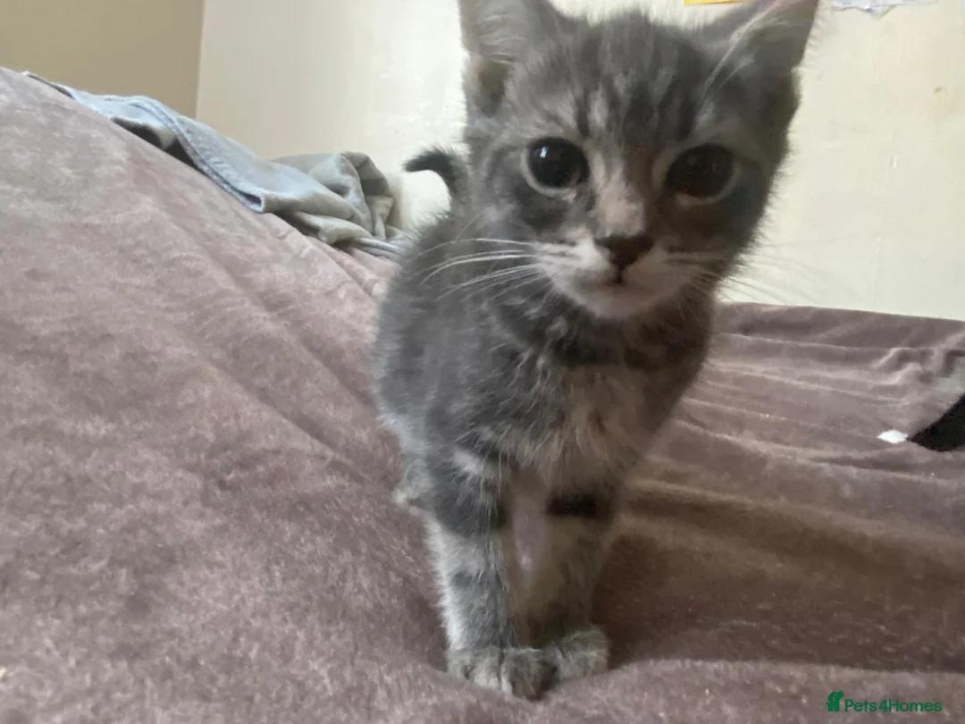 Mixed Breed cats for sale: Little ones looking for their forever home - Advert 38