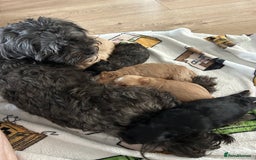 Shihpoo dogs for sale: Shihpoo pups  - Image 5