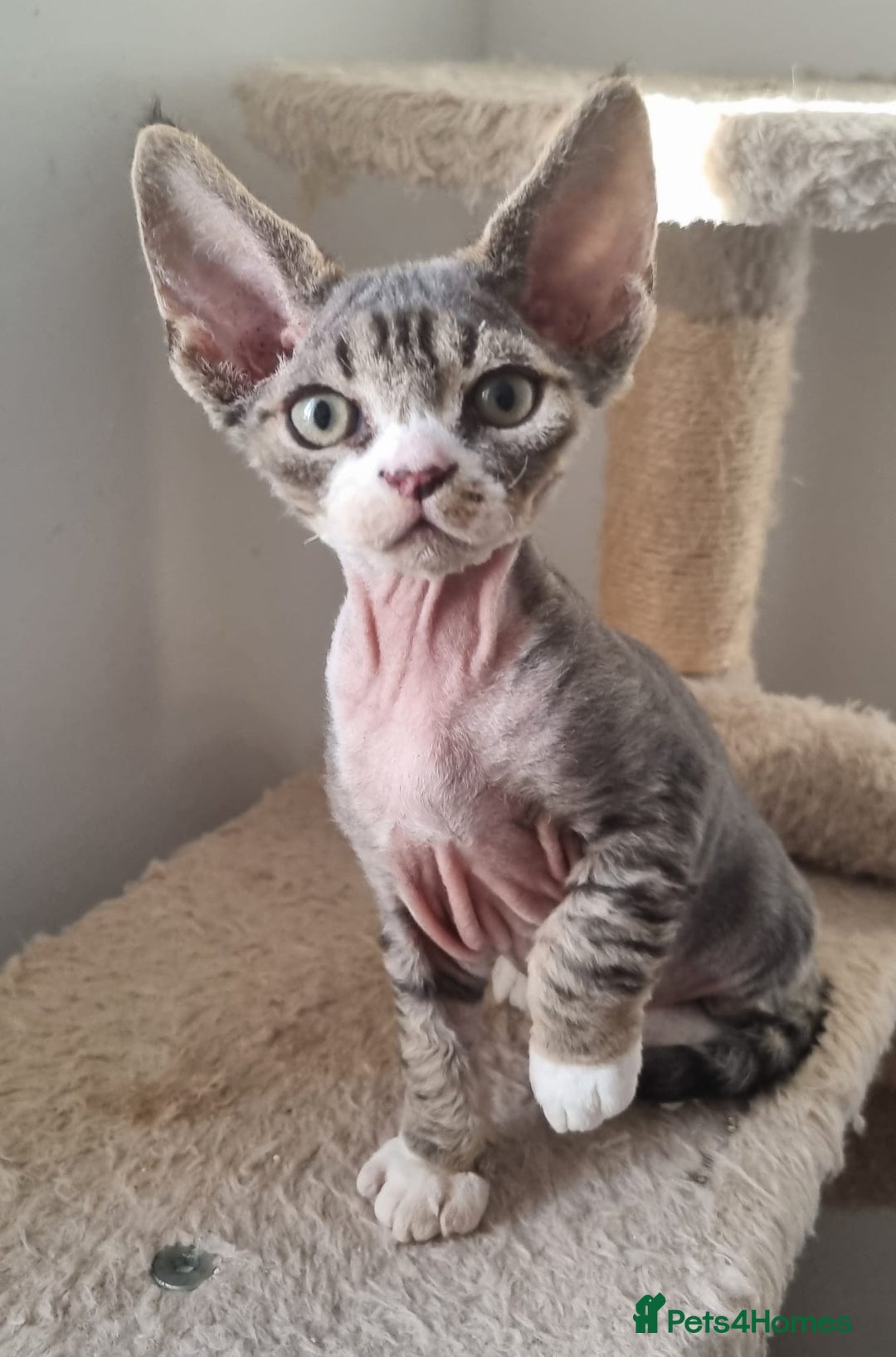 Devon Rex cats for sale: Three lovely brothers and sister - Advert 18