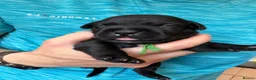 Staffordshire Bull Terrier dogs for sale: 10 Gorgeous Brindle Pups  - Advert 10