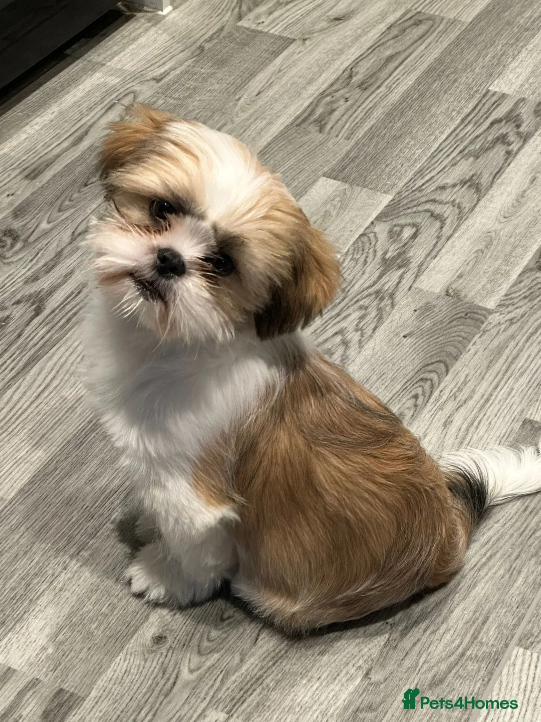 Shih Tzu dogs for sale: Beautiful shih tzu boy  in Southall - Advert 1