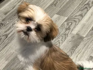 Shih Tzu dogs Beautiful shih tzu boy in Southall - Advert 3