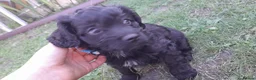 Cavapoo dogs for sale: Cavapoo  - Advert 6