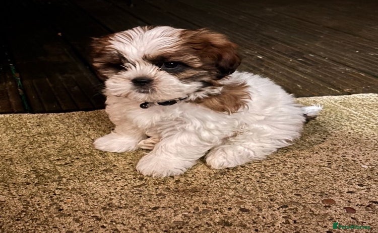 Shih Tzu dogs Shih Tzu Male Puppy  - Advert 1