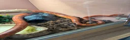 Corn Snake reptiles for sale: Corn Snake for sale - Advert 3