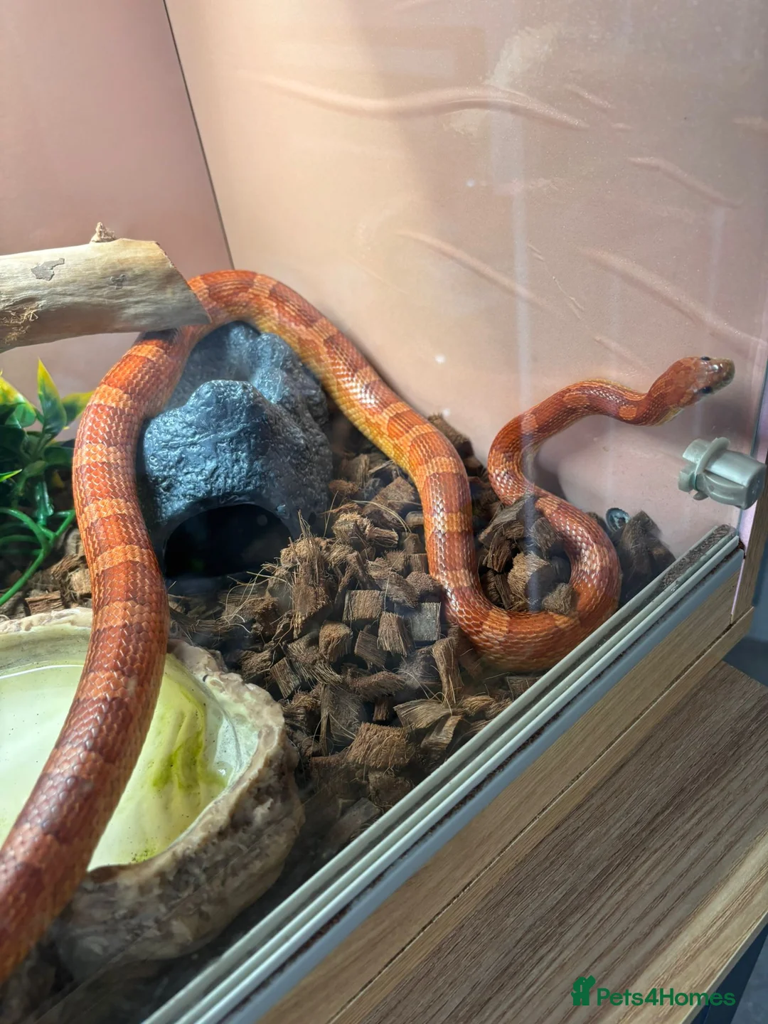 Corn Snake reptiles for sale: Corn Snake for sale - Advert 3