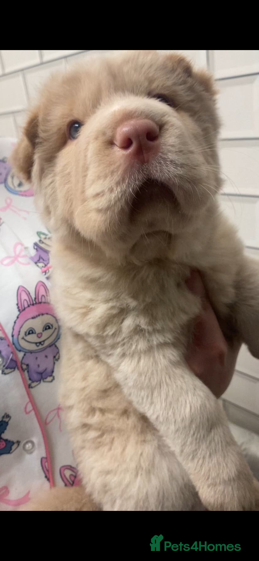 Shar Pei dogs ✨🐾 Cream Bear Coat Shar Pei Girl Available 🐾✨ - Advert 12