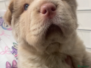 Shar Pei dogs ✨🐾 Cream Bear Coat Shar Pei Girl Available 🐾✨ - Advert 12