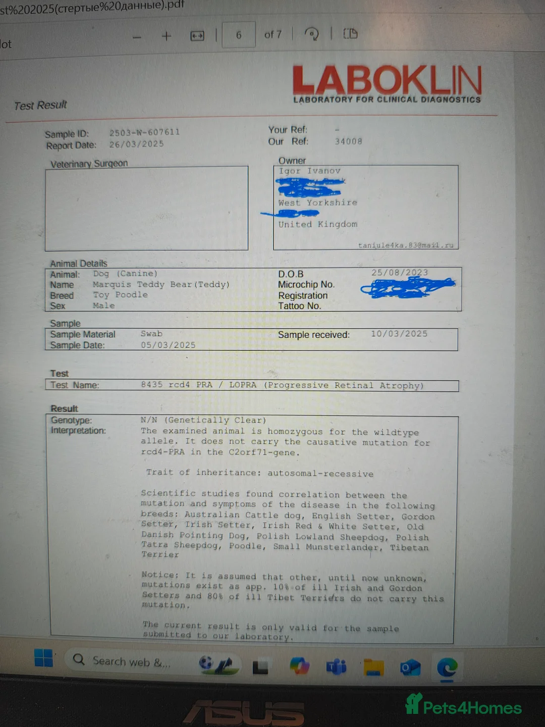 Toy Poodle dogs for stud: KC Reg toy poodle, DNA Test Clear, only for stud - Advert 9