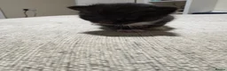 Domestic Shorthair cats for sale: Cat litter  in Chesterfield - Advert 3