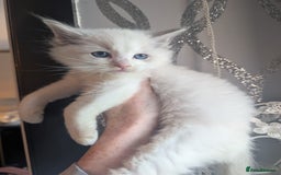 Ragdoll cats for sale: Beautiful rare blue and chocolate lynx Ragdolls  - Image 1