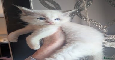 Ragdoll cats - Advert 10