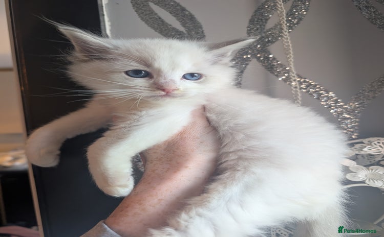 Ragdoll cats - Advert 3