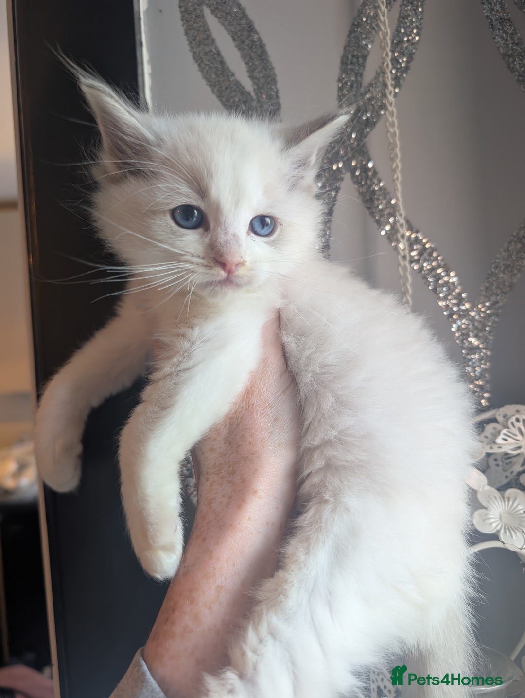 Ragdoll cats for sale: Beautiful rare blue and chocolate lynx Ragdolls  - Image 1