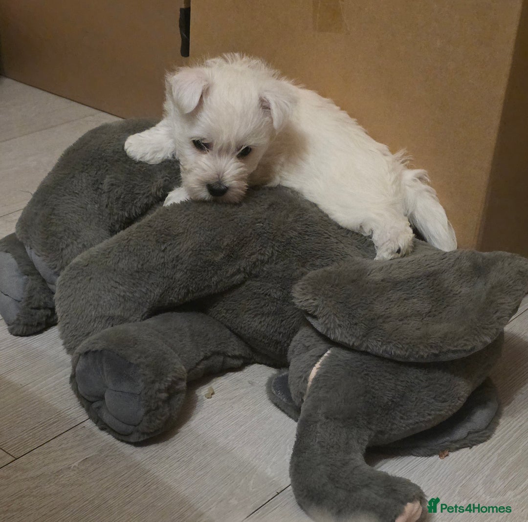 West Highland Terrier dogs for sale: Strong full of life and joy girls KC registered  - Advert 13