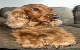Mixed Breed dogs for sale: 🐾 3 Beautiful Show Cocker Spaniel Mix Puppies 🐾 - Image 7