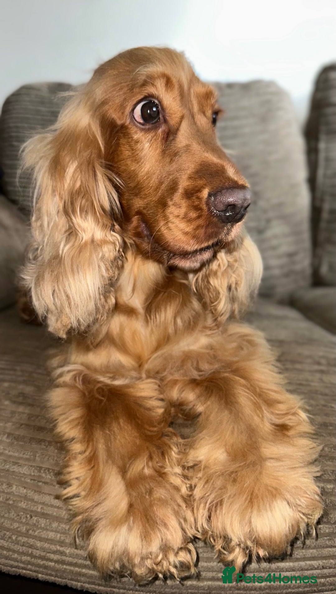 Mixed Breed dogs for sale: 🐾 3 Beautiful Show Cocker Spaniel Mix Puppies 🐾 - Image 7