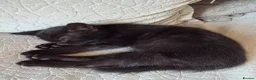Mixed Breed cats for sale: Playful black kittens  - Advert 3