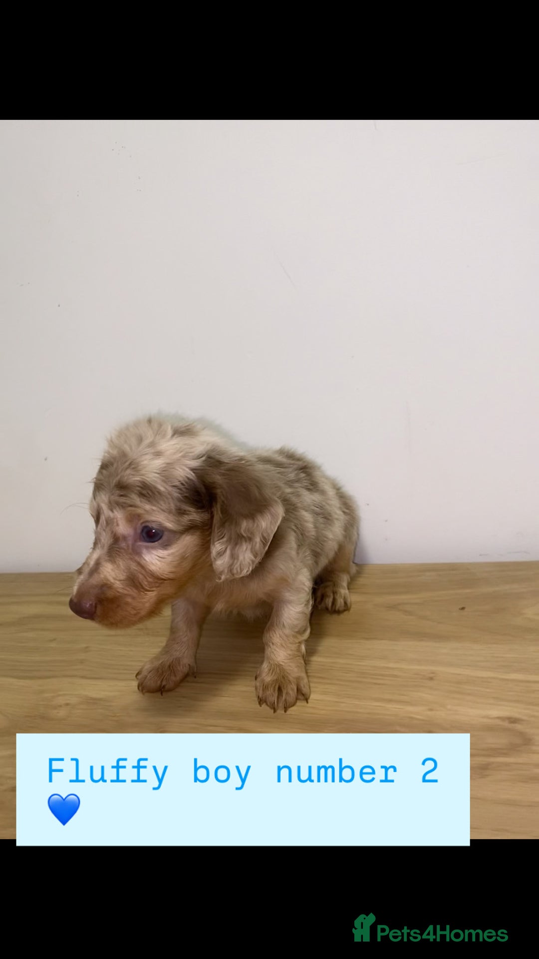 Miniature Dachshund dogs for sale: Miniature dachshund puppies🥰 - Advert 17