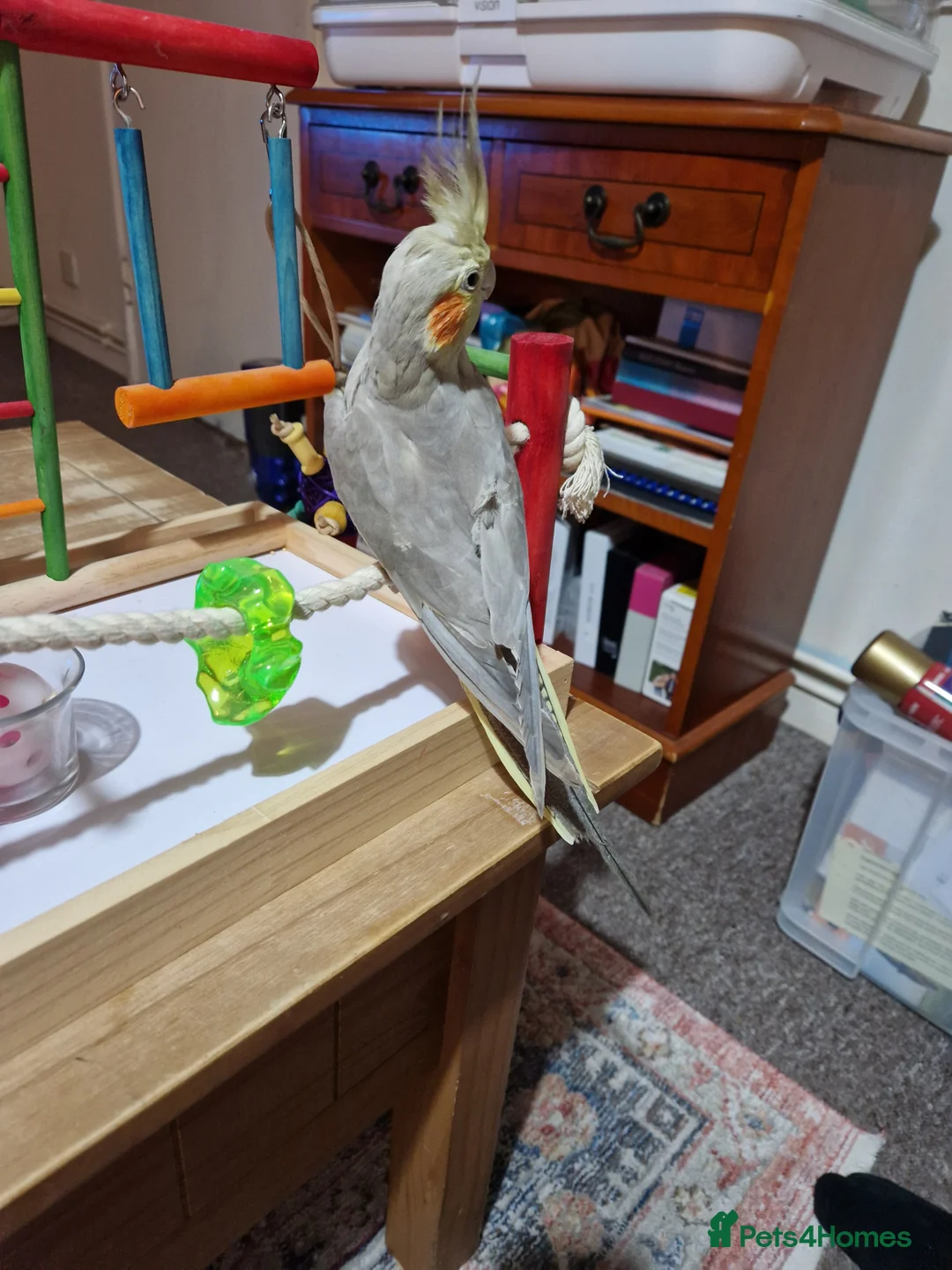 Cockatiels birds for sale: Beautiful cinnamon female cockatiel  - Advert 5