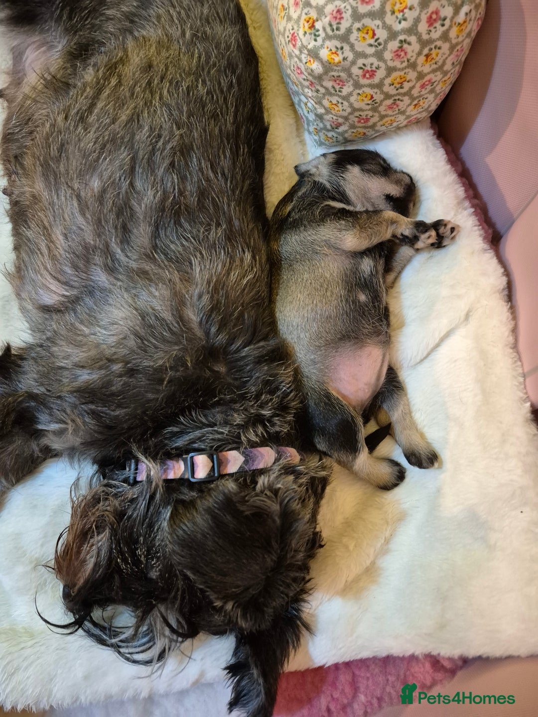 Miniature Schnauzer dogs for sale: Adorable Princess Miniature Shnauzer  - Advert 10