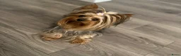 Yorkshire Terrier dogs for sale: ❤️ Gorgeous Miniature Yorkshire Terriers  - Advert 4