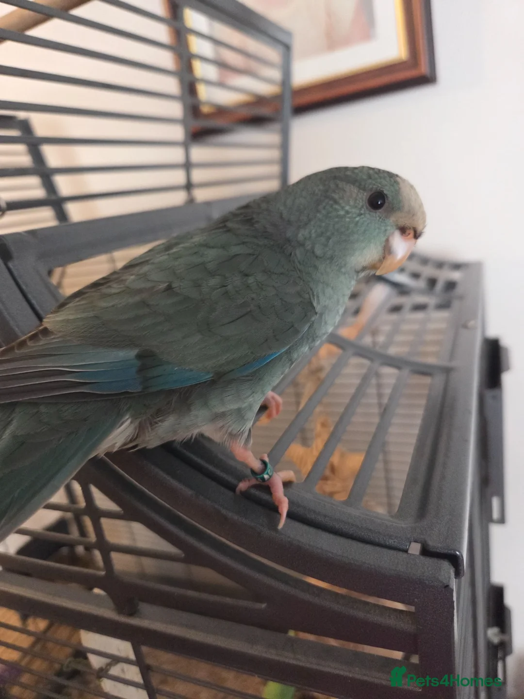 Parakeets birds for sale: Hand tame Kakariki babies - Advert 8