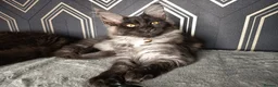 Maine Coon cats for sale: READY SOON Beautiful Maine coon babies  - Advert 14