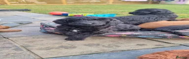 Rosie