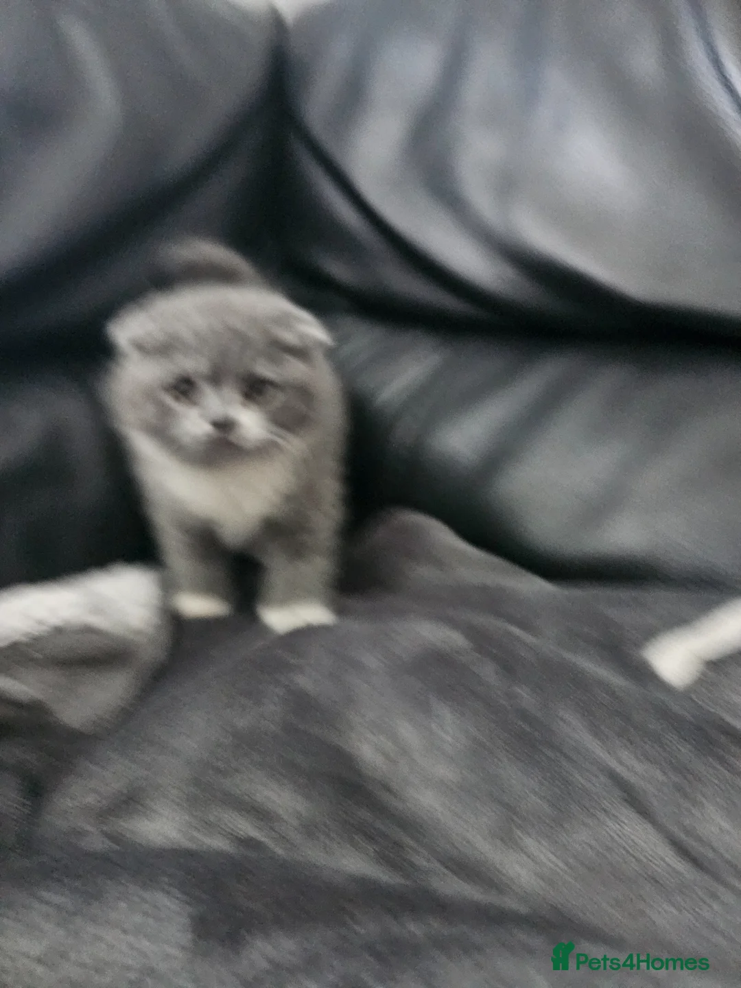 British Shorthair cats for sale: British shorthair  - Advert 12