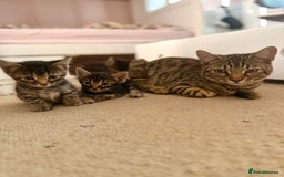 Bengal cats for sale: Bengal - Image 10
