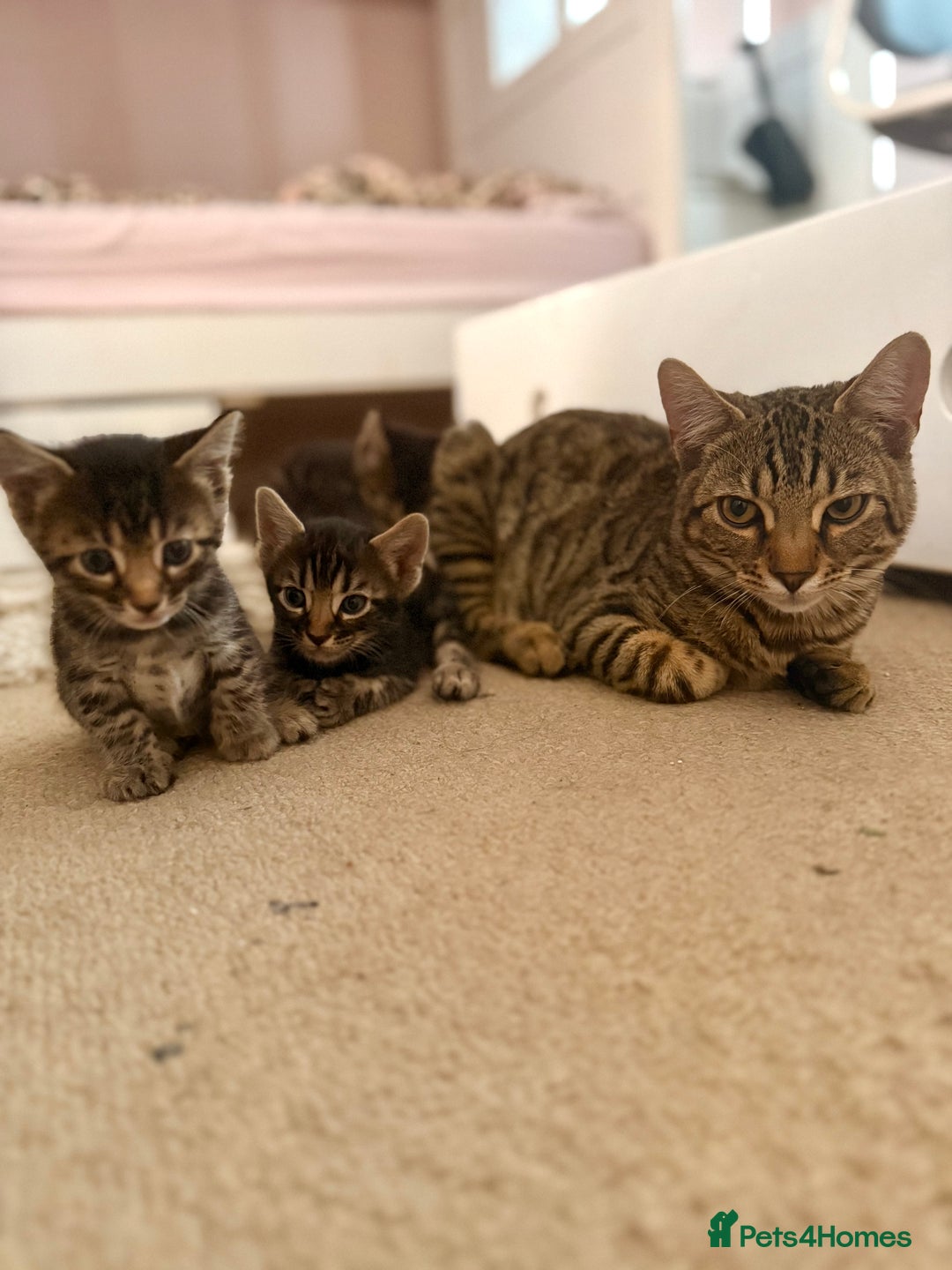 Bengal cats for sale: Bengal - Image 10