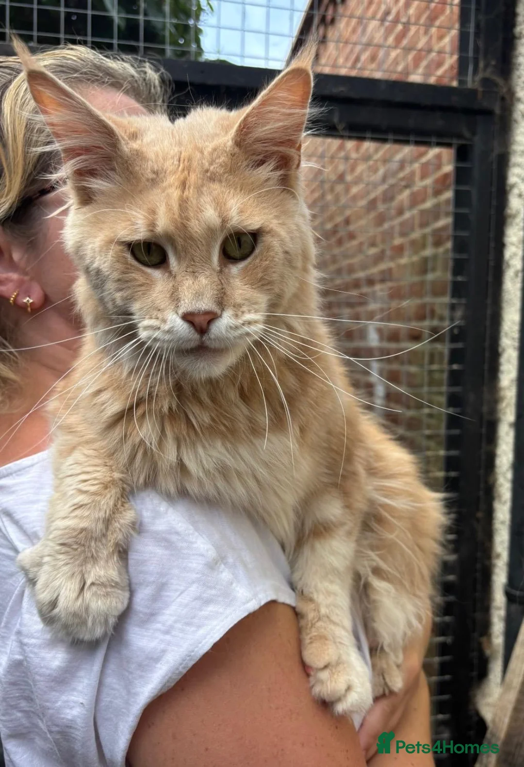 Maine Coon cats for sale: Beautiful male cream Maine Coon - Advert 1