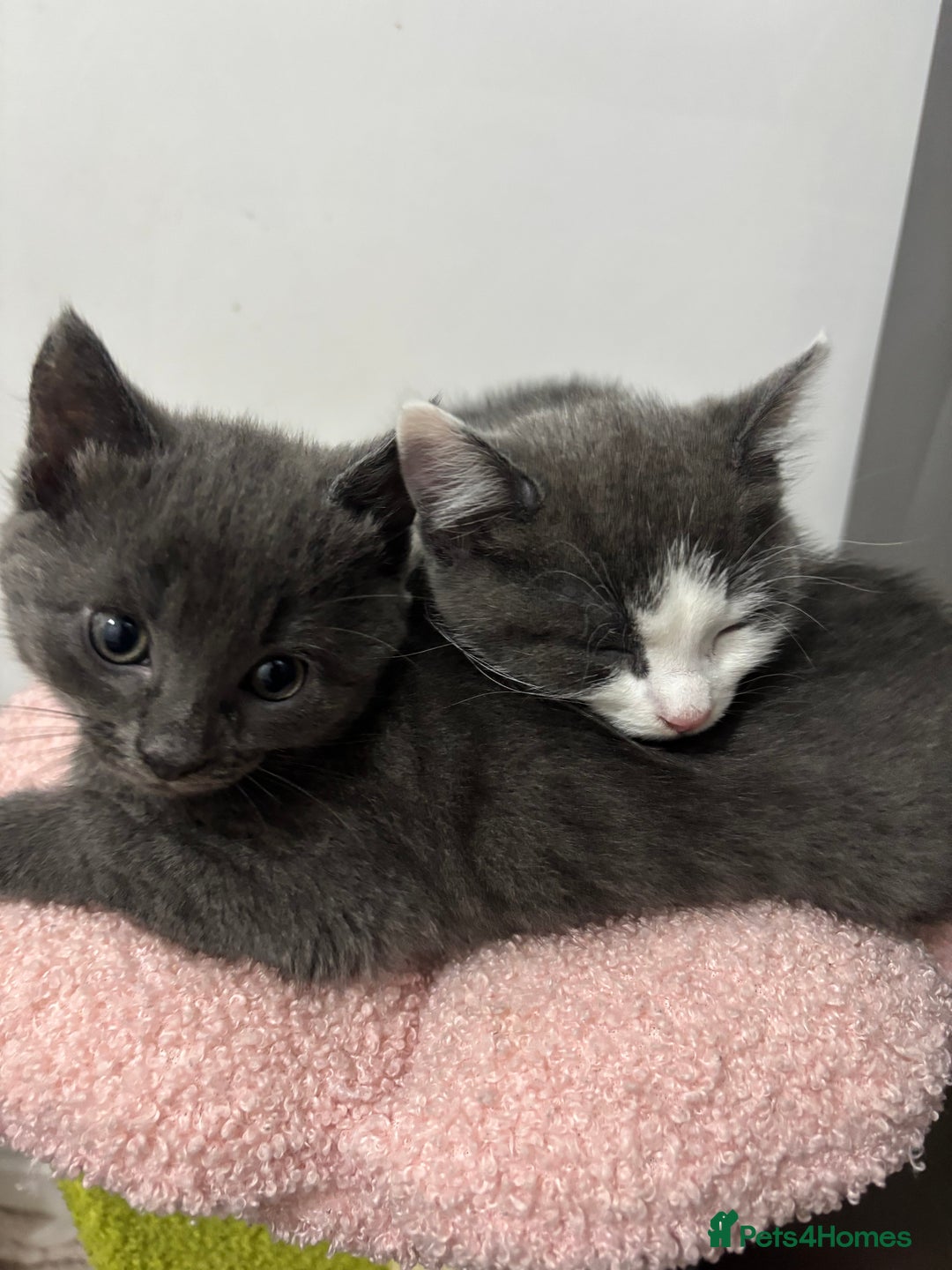 Mixed Breed cats for sale: Stunning Solid Blue/Grey Kitten-Rare Chunky Build - Advert 4