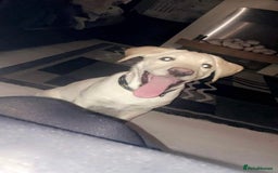 Golden Retriever dogs for sale: Golden retriever 6 years old  - Image 7