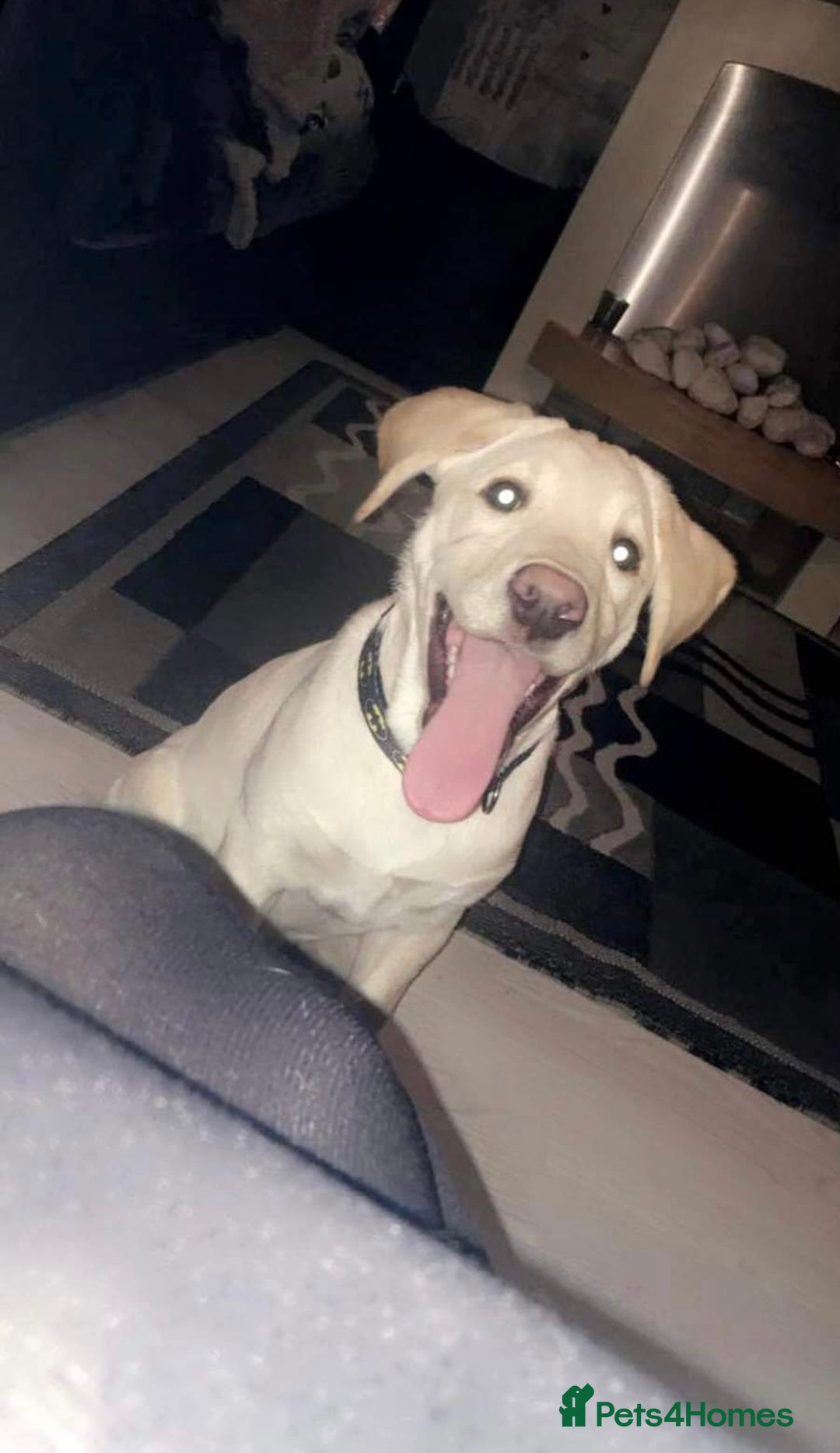 Golden Retriever dogs for sale: Golden retriever 6 years old  - Image 7