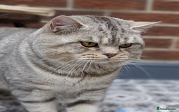 Scottish Fold cats for stud: BSH stud Derby  in Derby - Image 3
