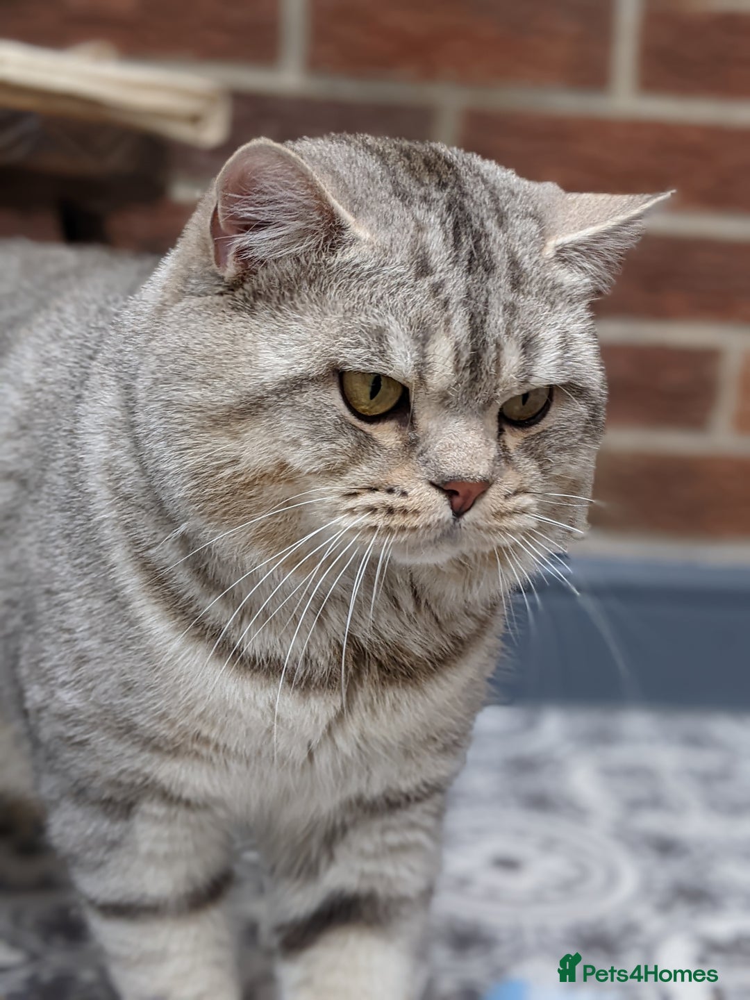 Scottish Fold cats for stud: BSH stud Derby  in Derby - Image 3