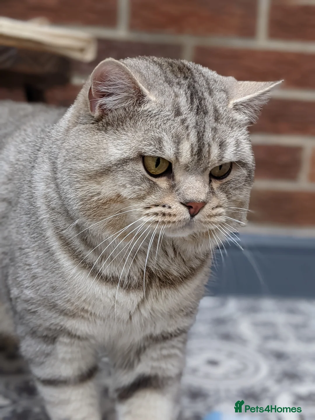 Scottish Fold cats for stud: BSH stud Derby  in Derby - Advert 3
