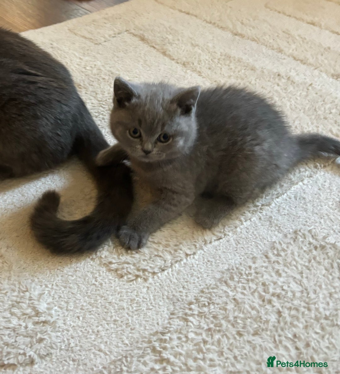 British Shorthair cats for sale: British Short hair kitten available  - Advert 8