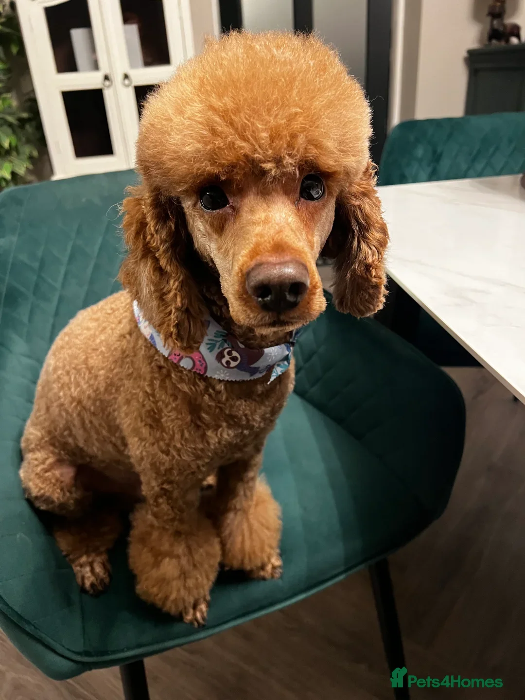Miniature Poodle dogs for stud: FOX RED MINIATURE POODLE 🧬 DNA PRA CLEAR - Image 4