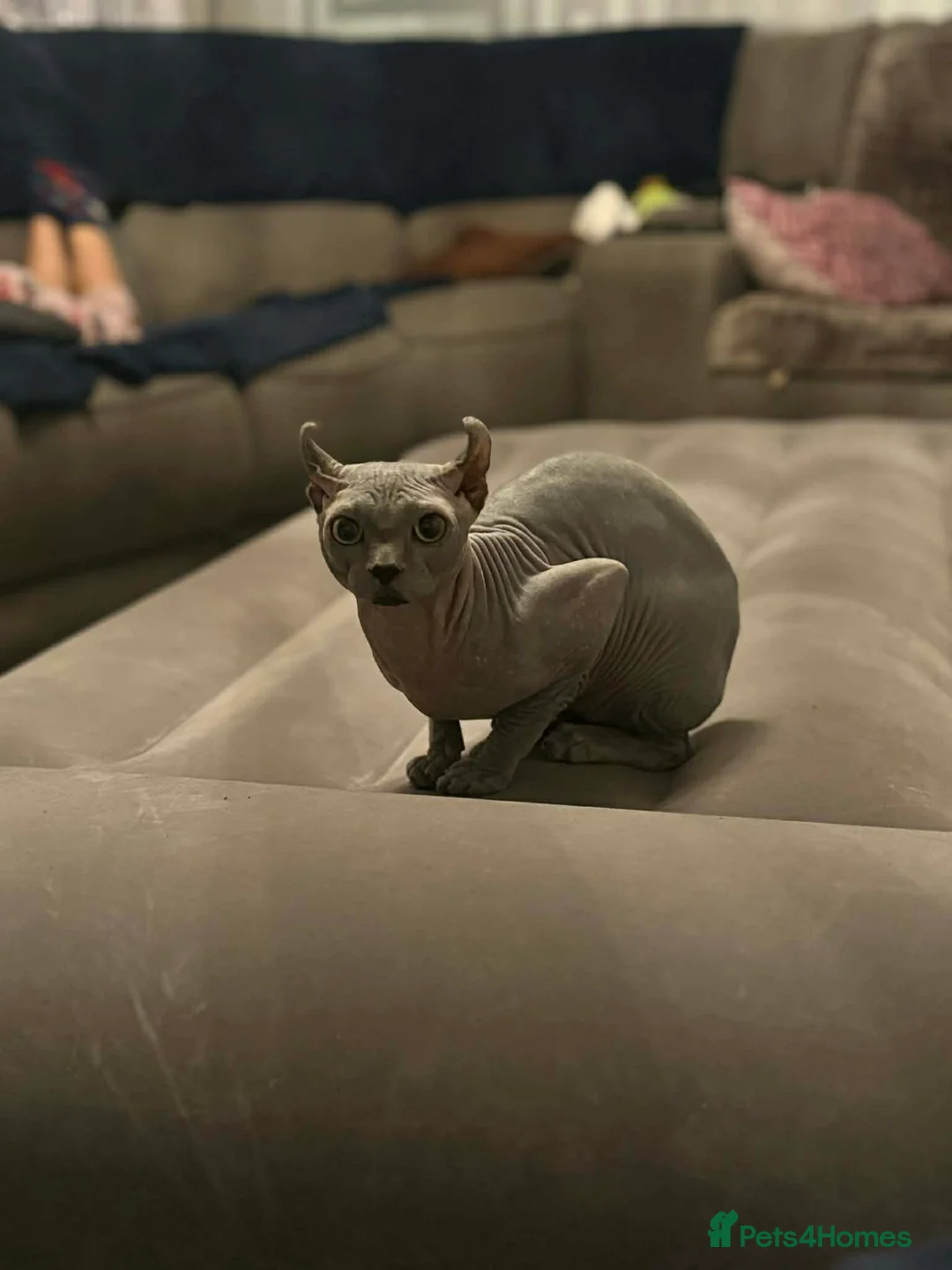 Sphynx cats for stud: Proven Blue Male Available for Stud - Advert 7