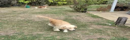 Mixed Breed dogs for adoption: BANDIT - Almost 3 yrs old, Fluffy Mixed Breed Boy in Basingstoke - Advert 3