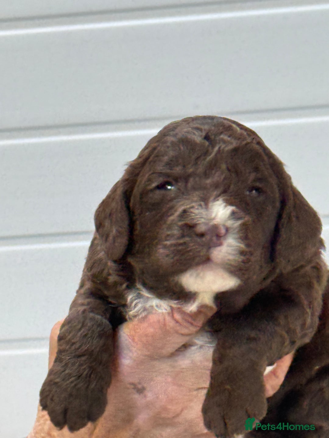 Cockapoo dogs for sale: Stunning F1B Cockapoos  - Advert 7