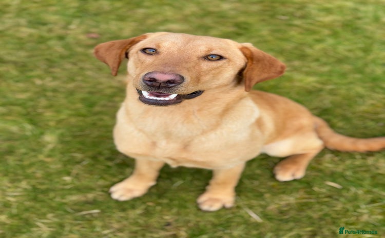 Labrador Retriever dogs - Advert 13