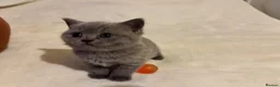 British Shorthair cats for sale: 🐾 Beautiful British Shorthair Kittens 🐾 in Huddersfield - Advert 23