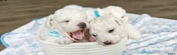 Bichon Frise dogs for sale: Sweet Bichon Frise puppies- Champion Bloodline - Advert 5